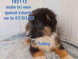 Vente de 5 chiots Bergers Australiens (LOF), 4 mâles et 1 femelle