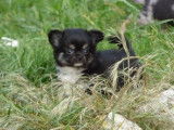 Vente d'un chiot Chihuahua femelle noir et feu (non LOF)