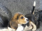 3 Chiots Beagles tricolores (non LOF), à réserver