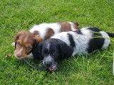 Vente de 5 chiots Springers crois&eacute;s Fox (non LOF)