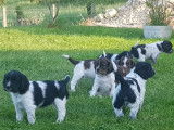 Vente de 5 chiots Springers crois&eacute;s Fox (non LOF)