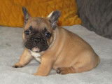 R&eacute;servation de 4 chiots Bouledogues Fran&ccedil;ais m&acirc;les (LOF)