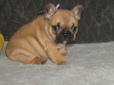R&eacute;servation de 4 chiots Bouledogues Fran&ccedil;ais m&acirc;les (LOF)