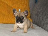 R&eacute;servation de 4 chiots Bouledogues Fran&ccedil;ais m&acirc;les (LOF)