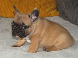 R&eacute;servation de 4 chiots Bouledogues Fran&ccedil;ais m&acirc;les (LOF)