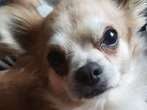 Petit Chihuahua mâle disponible pour saillie
