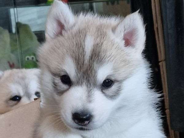 Des chiots Huskies Sibériens LOF gris et blanc à vendre