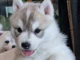 Des chiots Huskies Sibériens LOF gris et blanc à vendre