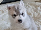 Des chiots Huskies Sibériens LOF gris et blanc à vendre