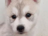 Des chiots Huskies Sibériens LOF gris et blanc à vendre