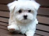 Des chiots Bichons Maltais blancs non LOF à vendre
