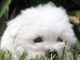 Des chiots Bichons Maltais blancs non LOF à vendre
