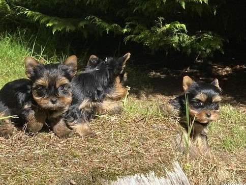 Vente de chiots Yorkshire Terriers non LOF noir et fauve