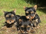 Vente de chiots Yorkshire Terriers non LOF noir et fauve
