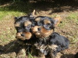 Vente de chiots Yorkshire Terriers non LOF noir et fauve