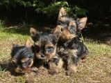 Vente de chiots Yorkshire Terriers non LOF noir et fauve
