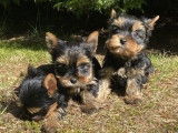 Vente de chiots Yorkshire Terriers non LOF noir et fauve