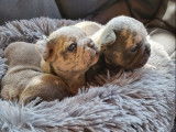 À réserver : des chiots Bouledogues Français non LOF