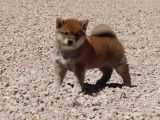 À réserver : un chiot mâle Shiba Inu non LOF au pelage fauve