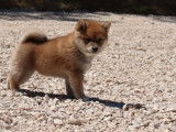 À réserver : un chiot mâle Shiba Inu non LOF au pelage fauve