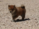 À réserver : un chiot mâle Shiba Inu non LOF au pelage fauve