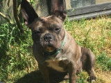 Une chienne Bouledogue Fran&ccedil;ais de 4 ans non LOF rouge merle &agrave; vendre