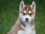 4 chiots Husky LOF disponibles &agrave; la vente