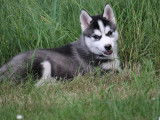 4 chiots Husky LOF disponibles &agrave; la vente