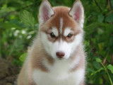 4 chiots Husky LOF disponibles &agrave; la vente
