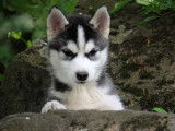 4 chiots Husky LOF disponibles &agrave; la vente