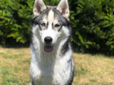 Mâle Husky Sibérien disponible pour saillie : Petite Annonce chien