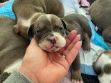 Rares chiots Old English Bulldog non LOSH : six femelles et deux mâles disponibles en juillet 2022