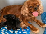 5 chiots Cavaliers King Charles à réserver (LOF) noir et feu ou rubis