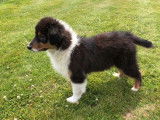3 chiots Bergers Australiens LOF disponibles à l’achat
