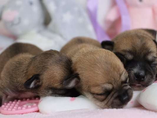 Sublimes chiots Chihuahuas pedigree LOSH à retenir pour juillet 2022 : deux femelles et quatre mâles