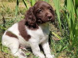 À réserver 10 chiots Springers Anglais mâles bicolores LOF