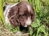 À réserver 10 chiots Springers Anglais mâles bicolores LOF