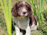 À réserver 10 chiots Springers Anglais mâles bicolores LOF