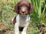 À réserver 10 chiots Springers Anglais mâles bicolores LOF