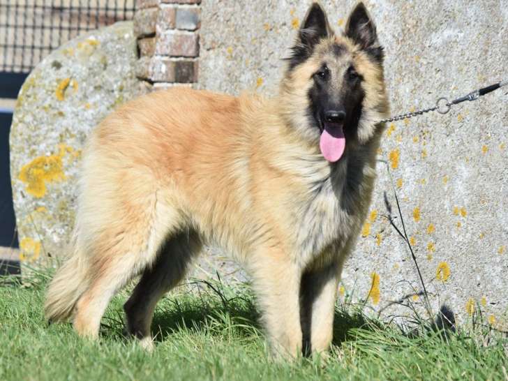 Un chien mâle Berger Belge Tervueren fauve d’un an LOF à vendre