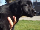 5 chiots Labradors LOF disponibles à la réservation