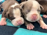 À réserver 8 chiots American Bullies non LOF, 5 femelles, 3 mâles