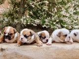 6 chiots Bouledogues Anglais &agrave; r&eacute;server (non LOF)