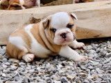 6 chiots Bouledogues Anglais &agrave; r&eacute;server (non LOF)