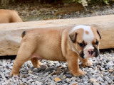 6 chiots Bouledogues Anglais &agrave; r&eacute;server (non LOF)