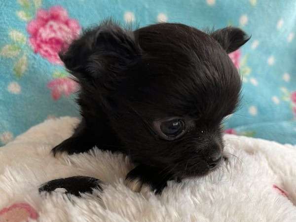 Un chiot Chihuahua mâle miniature noir non LOF disponible