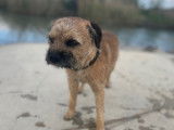 ROX très beau border terrier disponible pour saillie