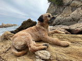 ROX très beau border terrier disponible pour saillie
