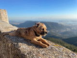 ROX très beau border terrier disponible pour saillie