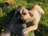 Femelle Dogo Canario de 3 ans pour saillie